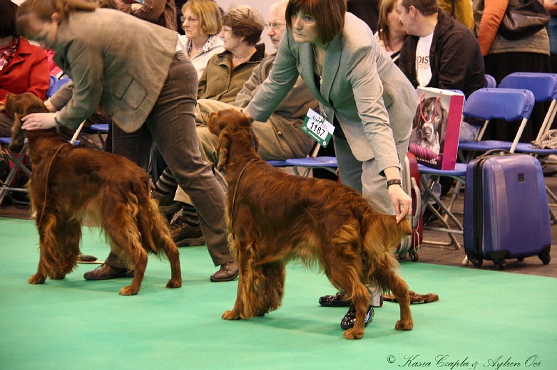 Crufts2011 482.jpg